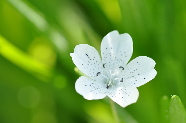 喜林草 多野生于森林边缘地带的向阳地方。花色有红、黄、橙黄和蓝、白相间，亦有带紫色斑点者。喜阳光，适于花坛种植及盆栽。实生繁殖，9月下旬至10月上旬播种。