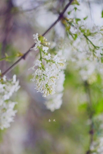 白丁香：包括木犀科植物白丁香花（Syringa oblatavar alba）和中药白丁香（文鸟科动物麻雀的粪便）。植物白丁香为紫丁香（Syringa oblata）的变种，花密而洁白、素雅而清香，常植于庭园观赏。还可以用作鲜切花。