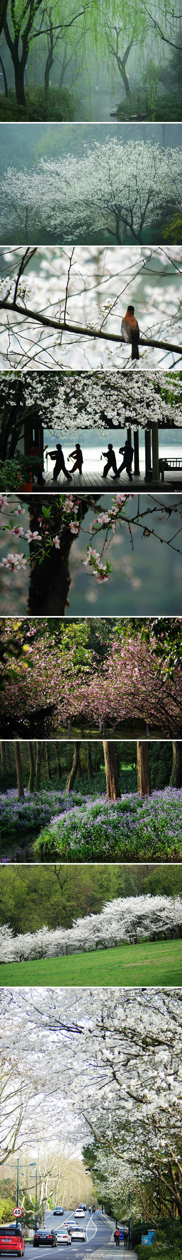 浓花淡柳，西湖之春。走在春花边上，我琢磨着春色年年有何不同。到玉涧桥边的亭子外，阳光映照染井吉野樱的繁荣花冠，亭子里有练太极剑的队伍。队伍剪影背着光，与胜雪的樱花相映。一头舞动，一头静极了。落花妙曼，轻轻沉淀到地底。我拿起相机连按快门，心知这就是今年的特别之处，不会再重现的春光。 来自微博 杭州宋乐天