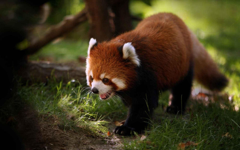 小浣熊