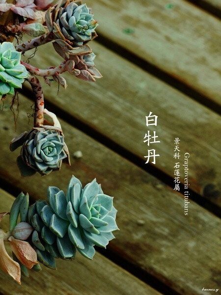 植物私生活-白牡丹（景天科 石莲花属）