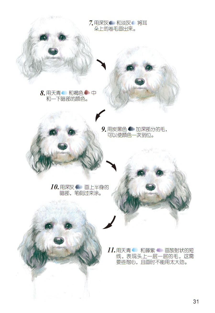 《爱绘生活：狗狗的萌宠手绘集合》——比熊犬3