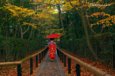 日本紀行·美しき日本の風景を旅する【地址：http://photograph.pro/这里有日本最秾艳动人的风景，寺庙和神社尤其多(ღ˘⌣˘ღ) 最后一张是壬生寺的红叶