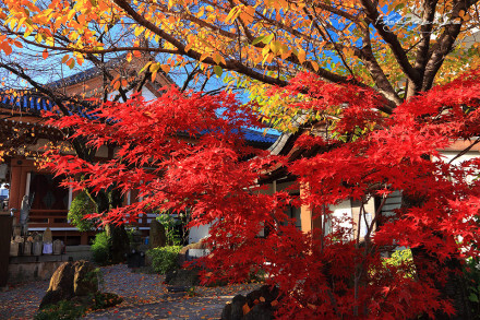 日本紀行·美しき日本の風景を旅する【地址 http://photograph.pro/这里有日本最秾艳动人的风景，寺庙和神社尤其多(ღ˘⌣˘ღ) 最后一张是壬生寺的红叶