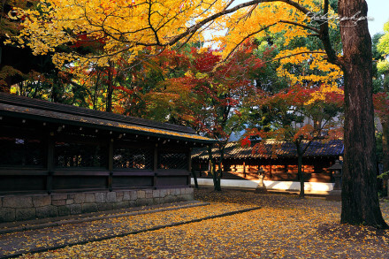 日本紀行·美しき日本の風景を旅する【地址：http://photograph.pro/ 这里有日本最秾艳动人的风景，寺庙和神社尤其多(ღ˘⌣˘ღ) 最后一张是壬生寺的红叶