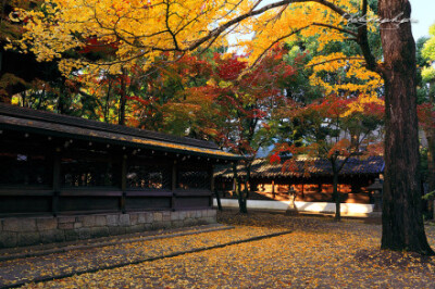 日本紀行·美しき日本の風景を旅する【地址：http://photograph.pro/ 这里有日本最秾艳动人的风景，寺庙和神社尤其多(ღ˘⌣˘ღ) 最后一张是壬生寺的红叶