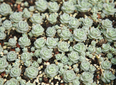 多肉植物 掌上花园--子持莲花 如若有一个这样的花园...