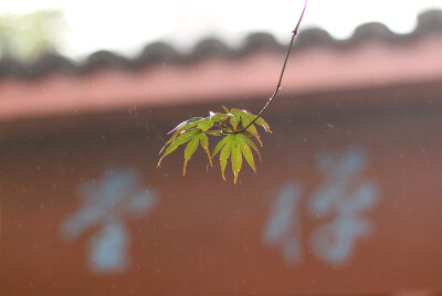 2011年。春末。浙江余杭。径山寺。