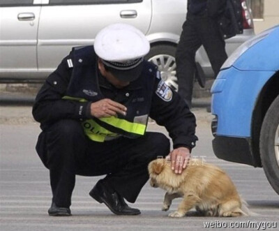 一小狗过马路时被车流斩断去路，停在路中一动不动。这时，一位交警上前轻抚其头部，并带狗狗离开马路中央。