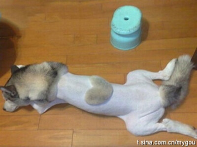 主人说剃成这样我就能找到老婆了……