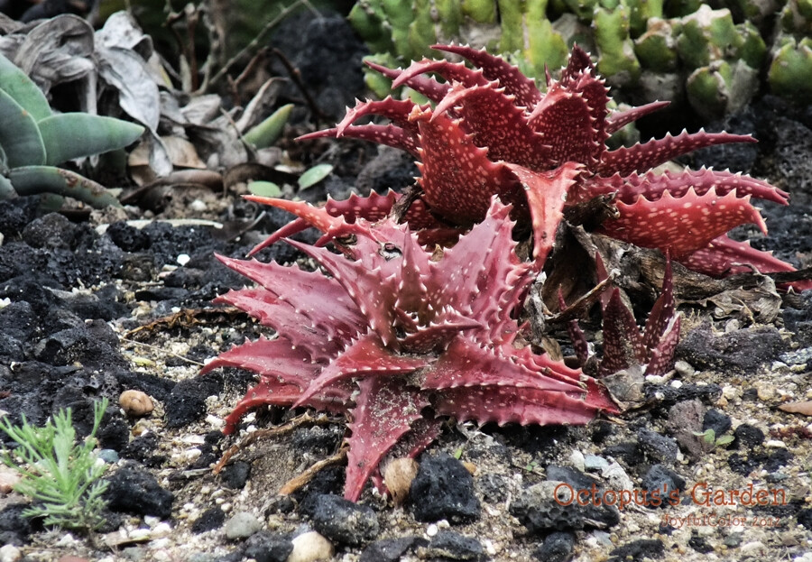 植物 多肉 颜色 景天科 艳丽 野生 非洲