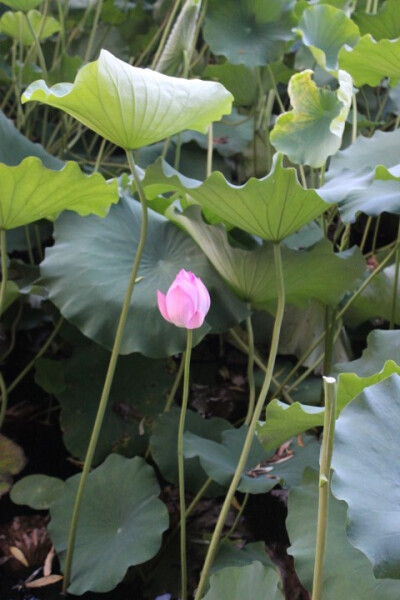 荷花，一枝独秀