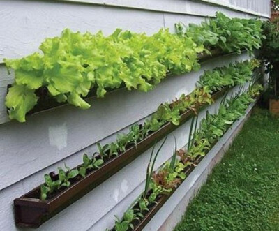 蔬菜种植墙，自己种菜，怡然自得