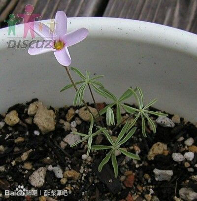 4.Oxalis engleriana 恩氏酢浆草