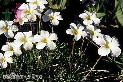 2.Oxalis cathara 卡莎拉酢浆草