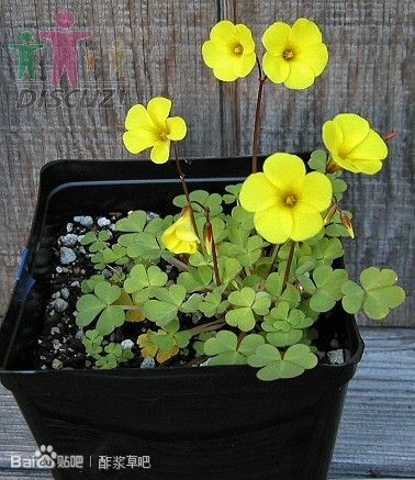 3.Oxalis compressa 扁平酢浆草