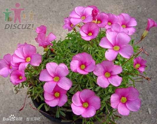 6.Oxalis glabra 光洁酢浆草