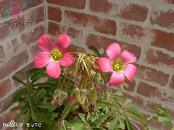 10.Oxalis lasiandra 毛蕊酢浆草