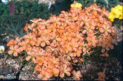 9.Oxalis karooica 南非高原酢浆草