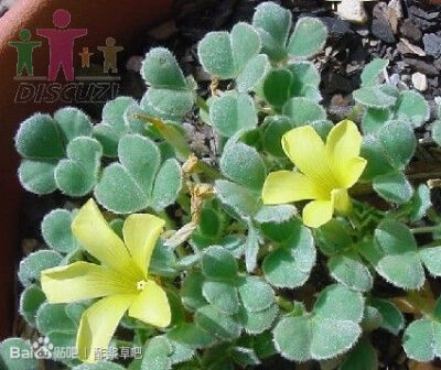 13.Oxalis melanosticta 黑牛皮叶酢浆草