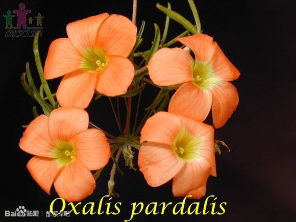 15.Oxalis pardalis 帕达利斯酢浆草