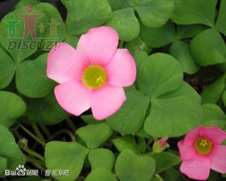 17.Oxalis purpurea 芙蓉酢浆草