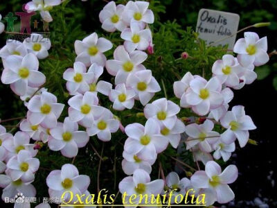 18.Oxalis tenuifolia 细叶酢浆草