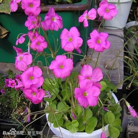 22.大花酢浆草 Oxalis bowiei