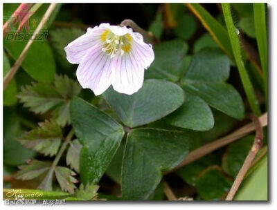 21.大霸尖山酢浆草 Oxalis acetocella subsp. taemoni