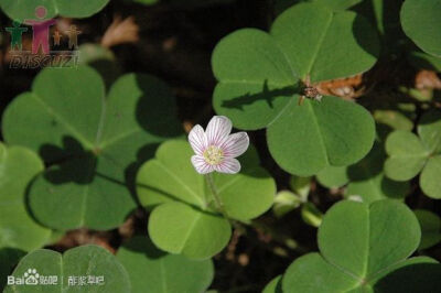 24.俄勒冈酢浆草（红杉酢浆草） Oxalis oregana