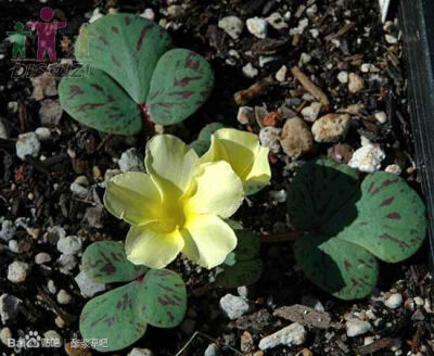 27. 淡黄酢浆草 Oxalis luteola