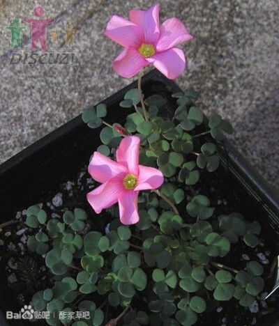 31.Oxalis convexula 凸面酢浆草