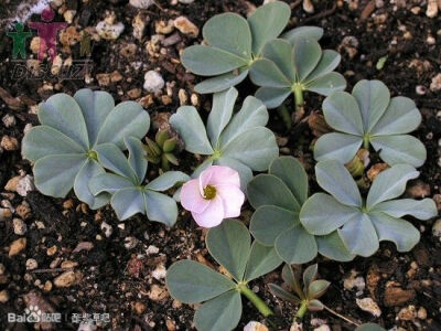 33.Oxalis lupinifolia 羽扇豆叶酢浆草