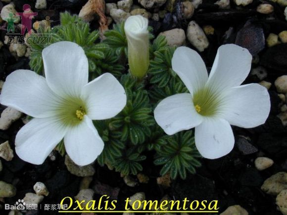 35.绒毛酢浆草 Oxalis tomentosa