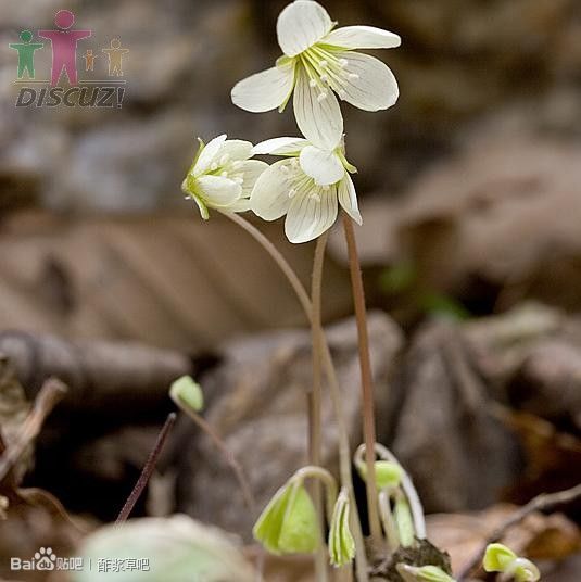 36.大山酢浆草（三角酢浆草） Oxalis obtriangulata