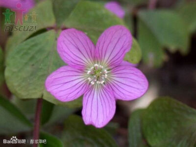 38.山酢浆草 Oxalis acetosella var. griffithii