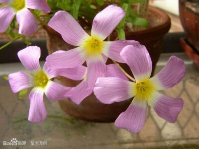 40.多毛酢浆草 Oxalis comosa