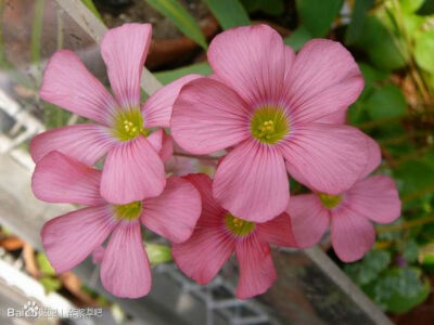 41.Oxalis semiloba 半圆裂酢浆草