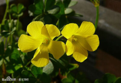 42.Oxalis haedulipes 海杜立酢浆草