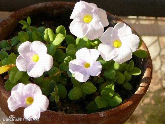 44.Oxalis nidulans 构巢酢浆草