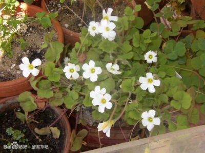 45.弗吉尼亚酢浆草 Oxalis virginia