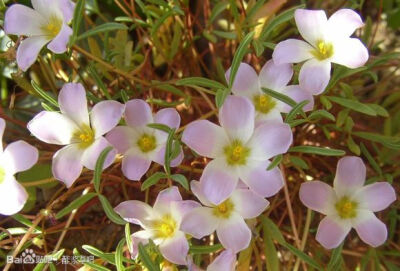 43.卡米斯堡酢浆草 Oxalis kamiesbergensis