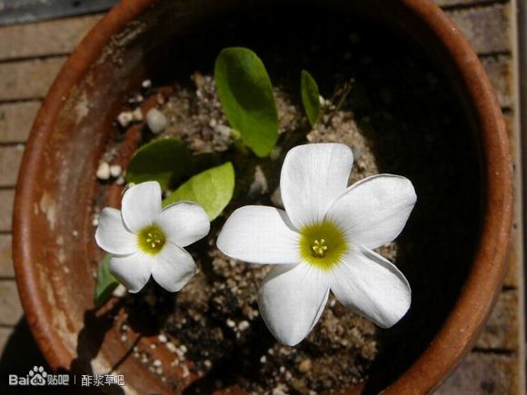 46.单叶酢浆草 (鸡毛酢）Oxalis monophylla