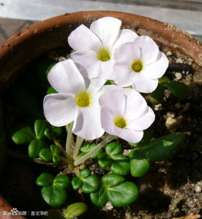 49.Oxalis ansarabia 安莎拉比亚酢浆草