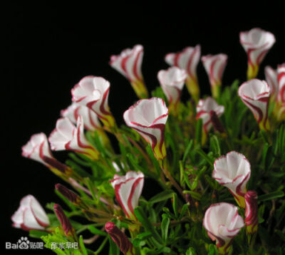 51.双色酢浆草 Oxalis versicolor