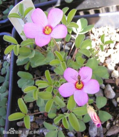 54.小三叶酢浆草 Oxalis callosa