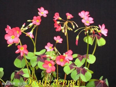 52.铁十字酢浆草（美叶酢浆草）Oxalis deppei 'Iron Cross'