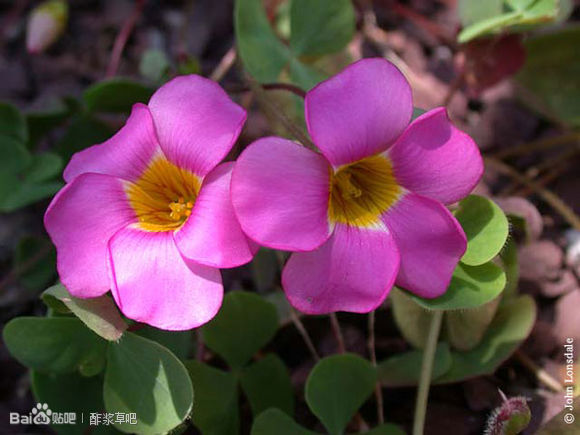 55.斜花酢浆草 Oxalis obliquifolia