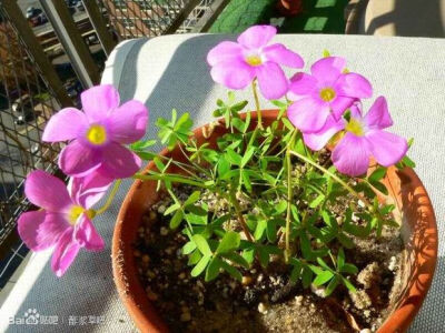 56.星形酢浆草(星星酢） Oxalis stellata