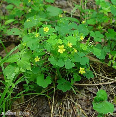 59.直酢浆草 Oxalis stricta(corniculata var. stricta)